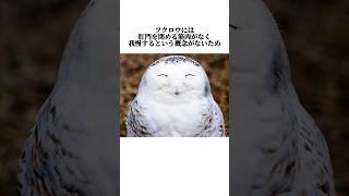 【フクロウ】の面白い雑学 #shorts #鳥ビア #雑学