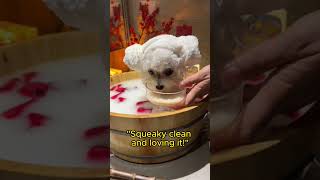 "From Muddy to Marvelous: Dog's Shower Routine! 🐕💦"#shortsvideo #11