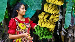 Banana 🍌 harvest for creamy desserts, sweets, chips & black curry for rice packets!