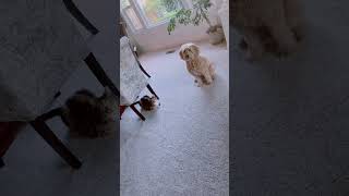 Excited Pup Jumps Around Cat#dogandcat #dogantics #jumpingdog #catlounge