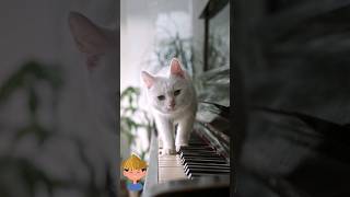 Taylor Swift makes fun of "Do Not Touch Her"Angry Chinese Guy (Featuring Snowy The Cat)