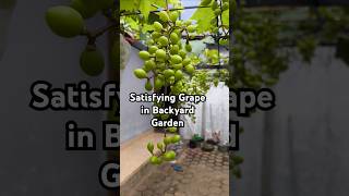 Very satisfying grapes 🍇 garden #diygarden #grapenation #gardening #grapecity