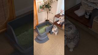 Effortless Cat Care: The Best Cat Litter Scoop for a Fresh Home! #CatLitterScoop  #TemuFinds