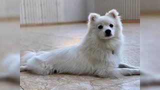 犬隻訓練MHdogtraining-《30天寄宿訓練》對人狗有攻擊性 的銀狐阿叻