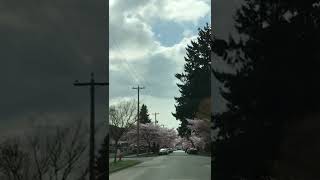 Driving in Vancouver neighbourhood with full of beautiful cherry blossoms #shorts #aboutus