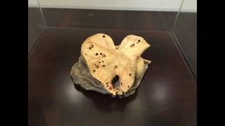 【黃紗榮木雕創作展】鄭韋崙、卓奕廷、丁柏瑞