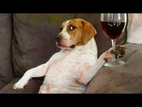 Funniest Animals 😄 New Funny Cats and Dogs Videos 😹🐶 2025 - Ep.06
