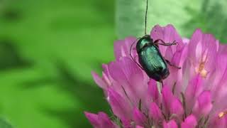 30秒の心象風景19053・ムラサキツメクサに～瑠璃色の甲虫～