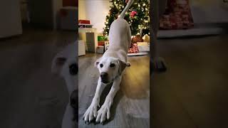 Bing-bop-boom-boom-boom-bop-bam #labrador #cutiepie #yellowlab #dog #puppy