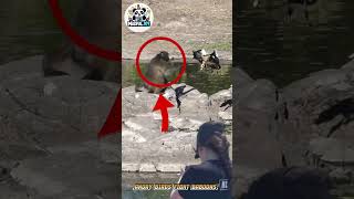 Angry Birds Fight Baboons Making Scrambled Eggs with Their Chicks #amazing #movie