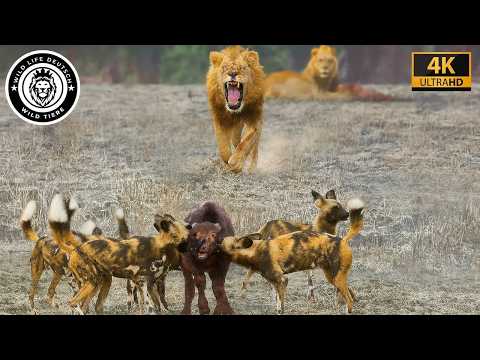 Maasai Mara – The Brutal Battle Between Hunters and Prey