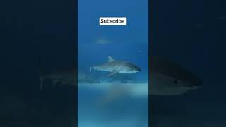 #factvideo #shortvideo #factshorts #animalfact #viralvideo #viralfact #video