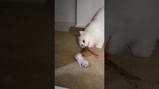 SkinWalker Disguised As Animals ☢️ PRT-25 #viral #ytshorts