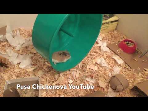 Hamster gets new HUGE cage!