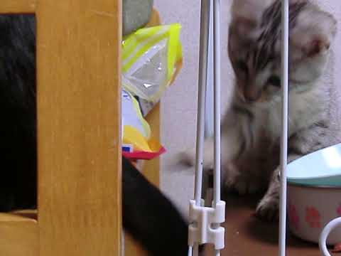 先住猫と遊ぶ子猫