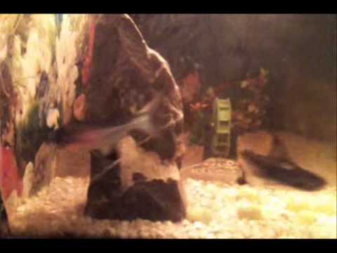 naja shark in aquarium