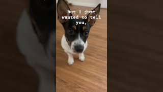 Hi bestie! #puppy #maplepets #dog #funny #maple #pets #doglover #dogsyourfriendsforever