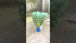 beautiful peacock real dance#peacock#peacockdance#shortvideo#shorts