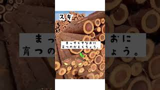 君は分かるかな？スギとヒノキどっちがどっち？#木育 #教育 #子育て #木材 #丸太 #宮崎県 #延岡市 #木材市場