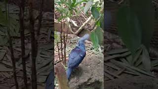 #EpicWildlife #Tropical #RainforestLife #WildlifeDocumentary  #NatureDocumentary