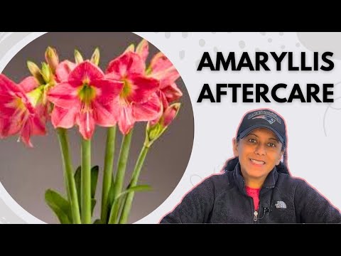 How To Care for Amaryllis Bulbs || Budget Gardening