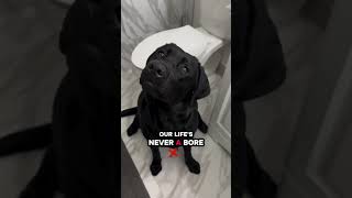 Perfect song 🥹 #Blacklab #blacklabrador #blacklabsofinstagram #blacklabsquad #englishlab #englishla.