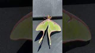 #insects #bugs #buglife