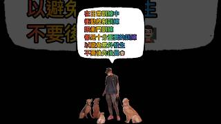 #mhdogtraining犬隻訓練 #犬隻訓練學校 #dogtraining #husky #bordercollie #samoyed