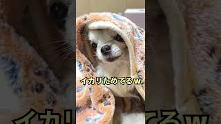 こんなＥＴは嫌だ！【極小チワワ】#shorts #キレる犬 #チワワ