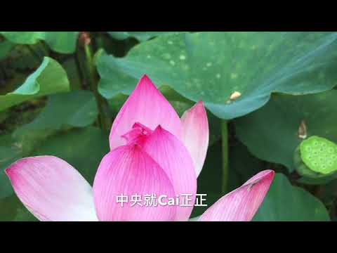 阿母插花-台語詩