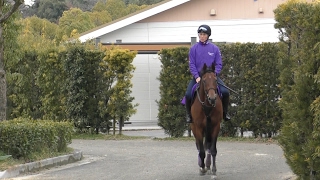 【京都記念】マカヒキ・友道康夫調教師　飛躍の２０１７年へ向け、ダービー馬が始動