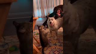 Funny Cat Fails Compilation 😹  Try Not To Laugh at These Hilarious Cat Moments!