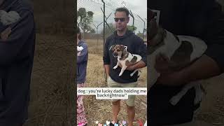 The bravest little dog  #hahaha #funnydog #dog #funnyvideos #doglover #dogsofttiktok #funnyprank