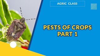 PESTS OF CROPS PART 1  | AGRICULTURAL SCIENCE | EXAMGUIDE