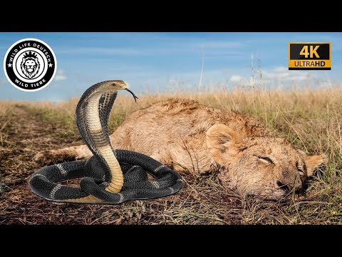Tödliche Kämpfe der afrikanischen Schlangen #Tierwelt | Wild life Deutsch