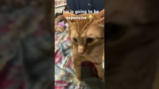CatFu #cats #shorts #newcontent #letsgrowtogether #trendingshorts #viralvideo #catlover #fyp #foryou