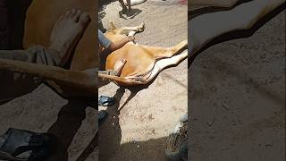 Sabko Sabko Bakra Eid Mubarak | Eid al-Adha Wishes 2025 | Eid Mubarak Shorts#shorts #cow #trending