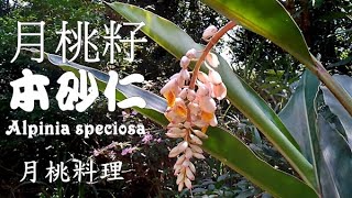 月桃是台灣之寶，全身皆可用 Alpinia zerumbet