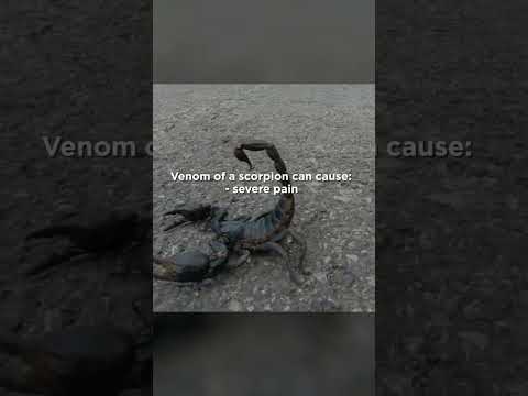 Scorpion venom can cause... ☠️