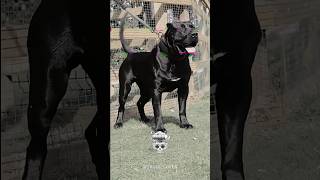 Black dogs transformation 💀