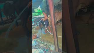 cow Buffalo🐃🐄💦❤#animalslovers#cowbuffalo #youtubeshorts #_yadav_dairy_farm_55 #viralvideo#viralshort