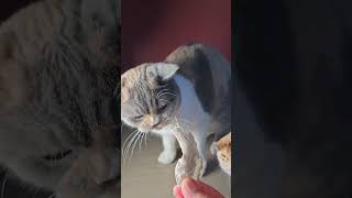 #cat #catasmr #cattreats #cattopper