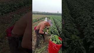 The homemade artifact of picking edamame by farmers. The three rural areas are served, the three