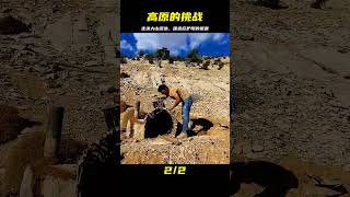 高原上，要建造庇護所并不像想的那么簡單…野外生活中有太多難題等著你 #野外生活 #荒野搭建 #野外建造 #雪地露营 #极地露营