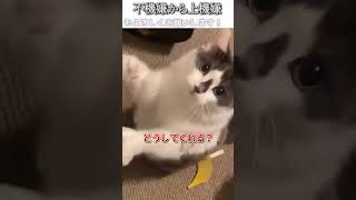 I tried dubbing a funny cat video full of things to point out #312 [Good mood] [Unexpected video]...