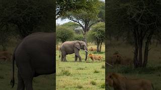 Elephant vs Lion! #lion #elephant #animalworld #wildworld