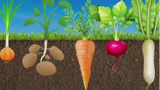Pre-Primary/Jr.KG/Underground vegetables