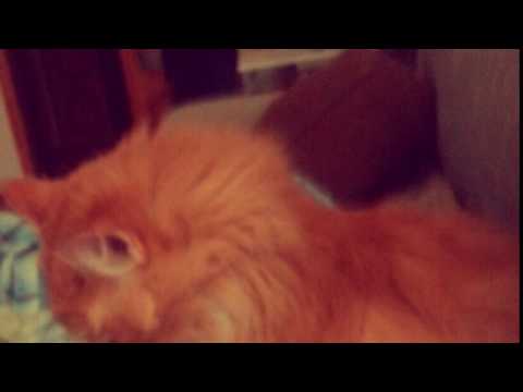 Pusa The Cat