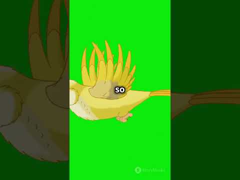 Looney tunes