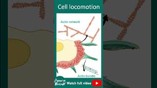 Cell locomotion | 1 minute cell biology